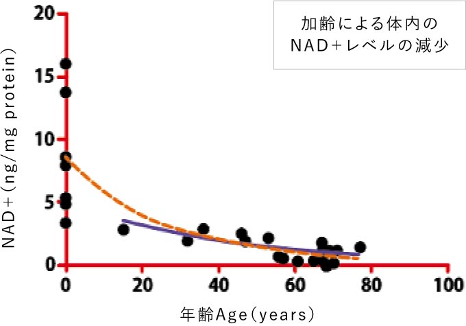 加齢による体内のNAD＋レベルの減少
